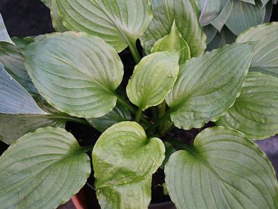 Lake Side Black Satin