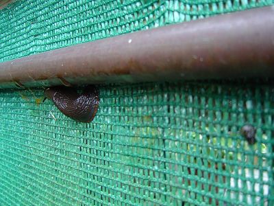 slakken-weren-met-koper