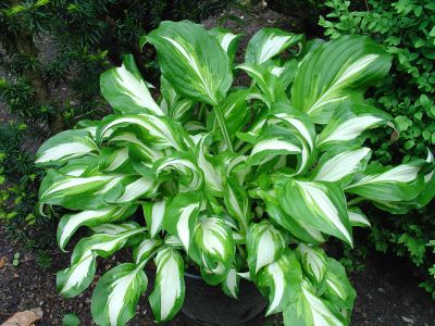 Undulata Mediovariegata