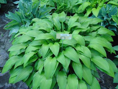 Lancifolia